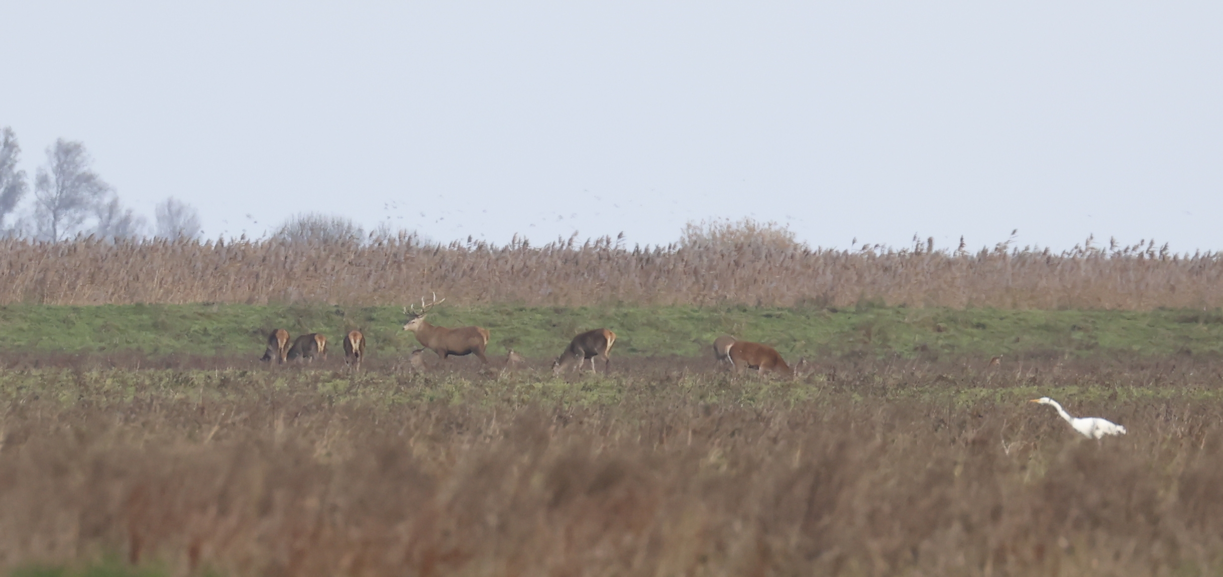 Grote zilverreiger (Oostvaardersplas). Foto van Gerda van der Meer.